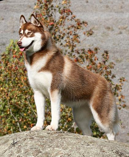 Siberian Husky 9Y773D-103.JPG